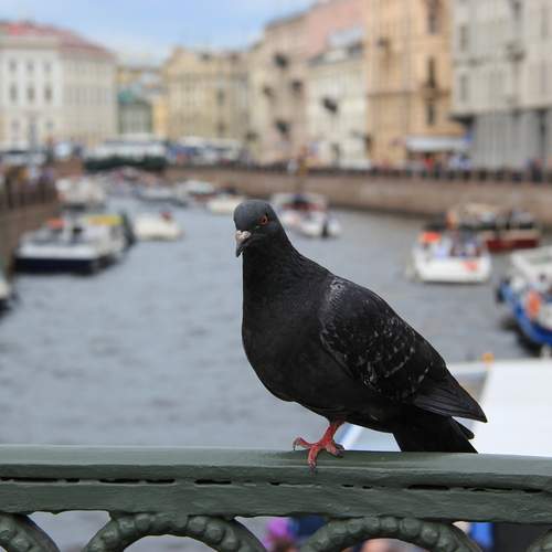 Photo #13077132