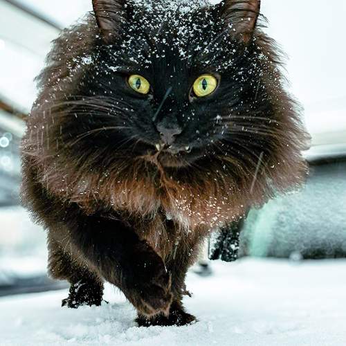 Photo #13077234