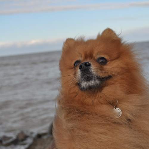 Photo #13077238