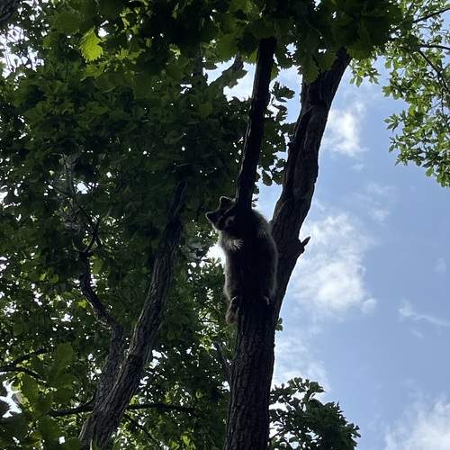 Photo #13077272