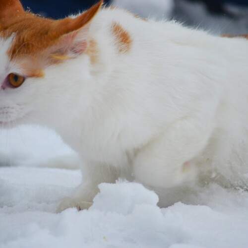 Photo #13077643