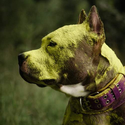 Photo #13077771