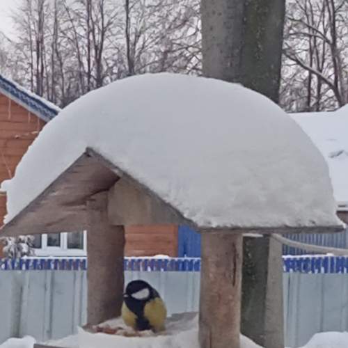 Photo #13077919