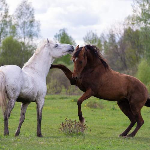 Photo #13077937