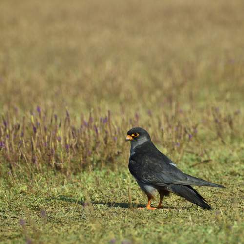 Photo #13077958