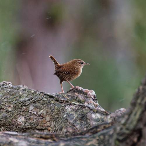 Photo #13077987