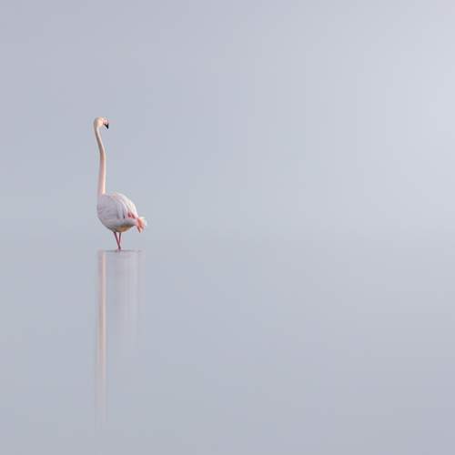 Phoenicopterus roseus in Delta del Ebro - Spain