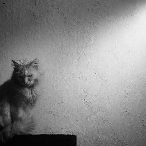 Photo #13078289