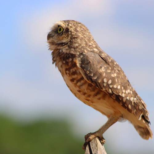 Photo #13078432