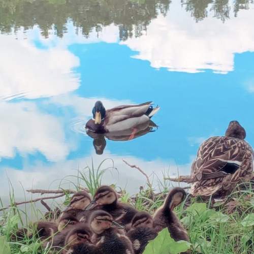 Photo #13078788