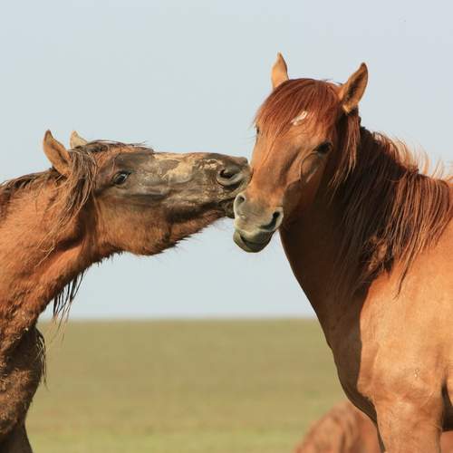 Photo #13079039