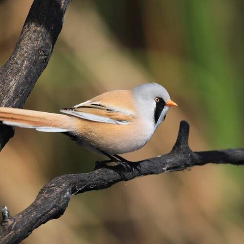 Photo #13079085