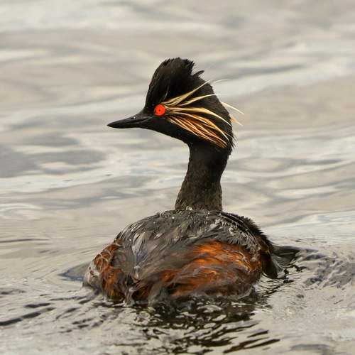Photo #13079094