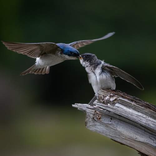 Parental Care