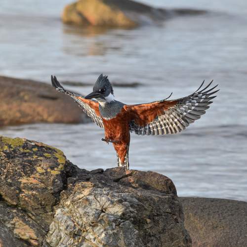 The Great Fisher