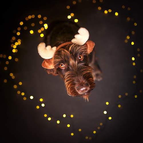 Crowned by the Season