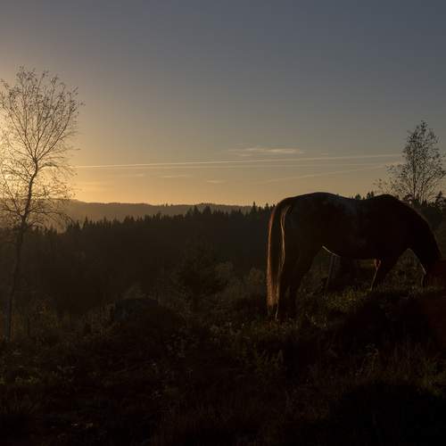 Фотография #13079578