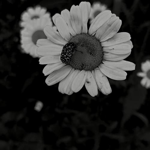 Photo #13079581
