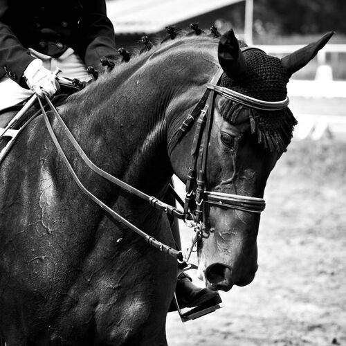 Photo #13079586