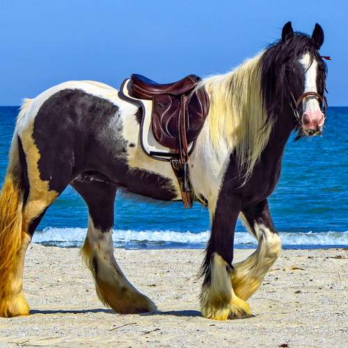 The horse and the sea