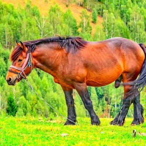The horse