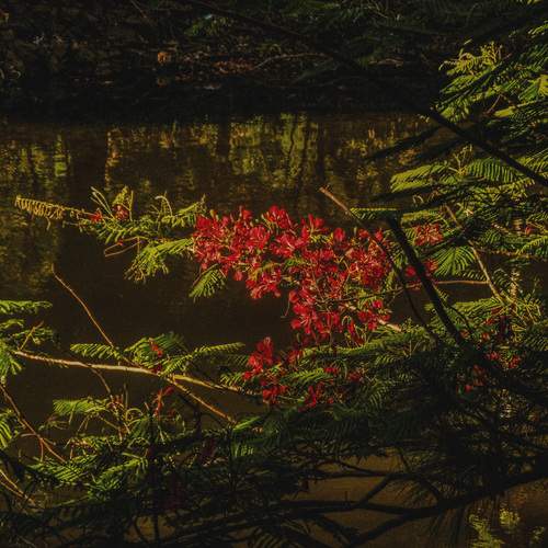 Photo #13081173
