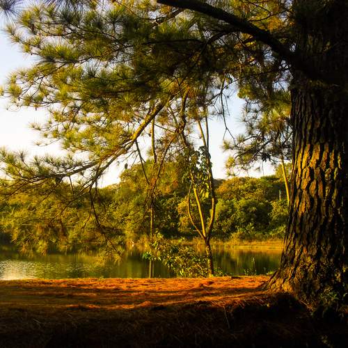Photo #13081174