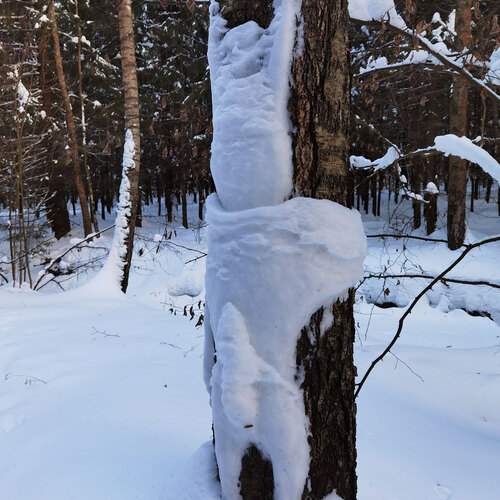 Фотография #13081214