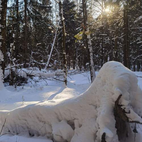 Фотография #13081215