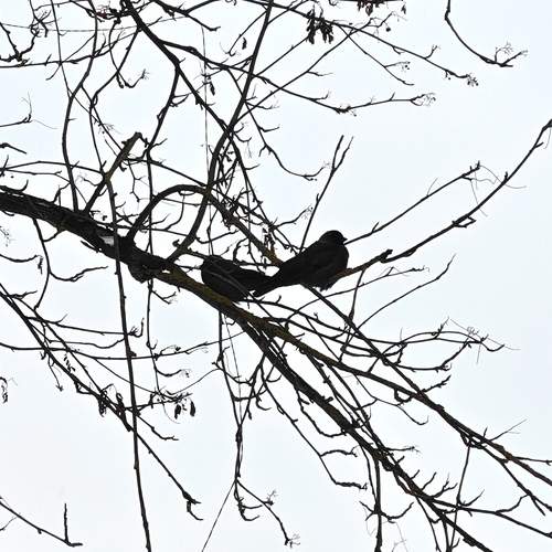 Photo #13081266