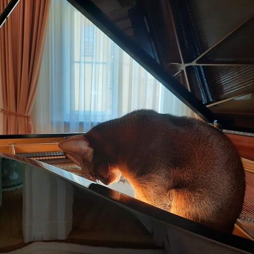 Photo #13081399