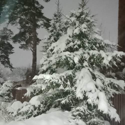 Photo #13081809