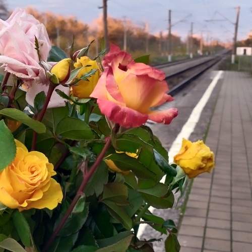 Photo #13081840