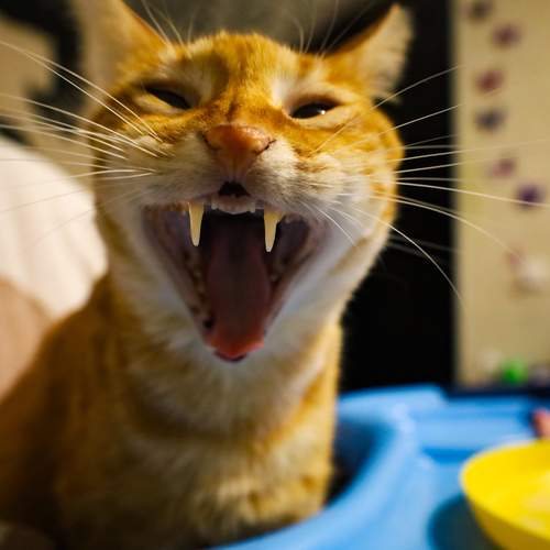 Мой кот Киллер)