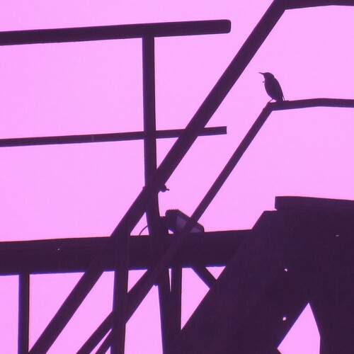 Photo #13081939