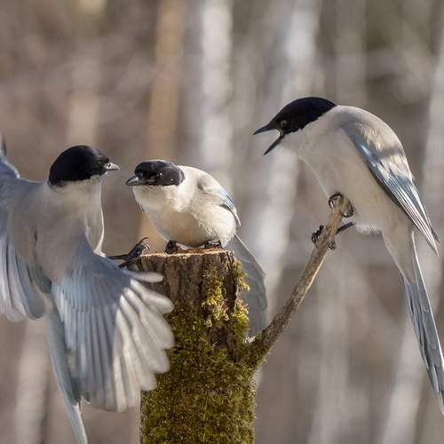 Фотография #13082035