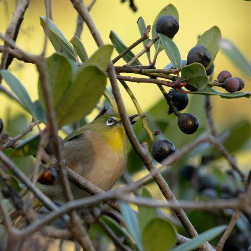 Фотография #13082244