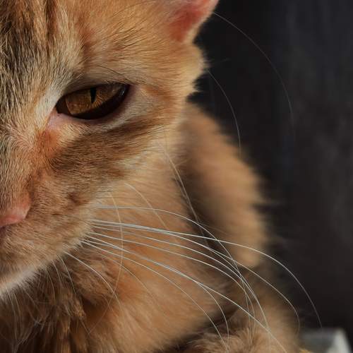 Photo #13082307