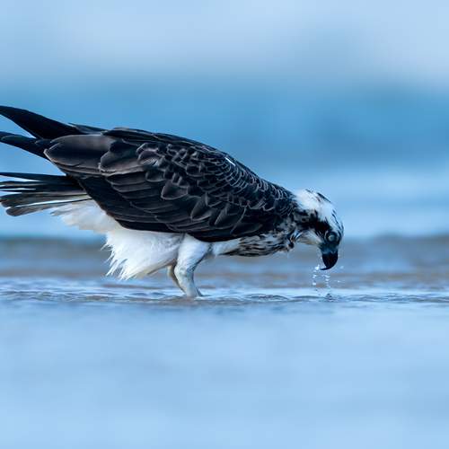 Фотография #13082453