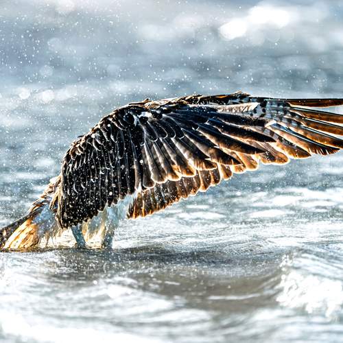 Фотография #13082457