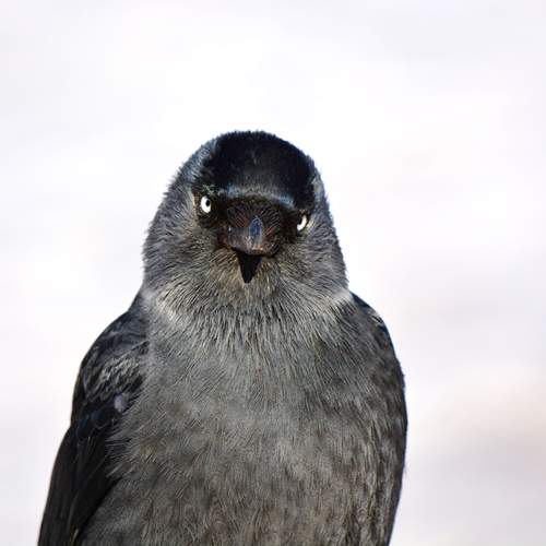 Портрет галки