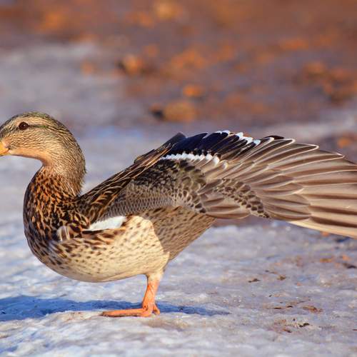 Утиная гимнастика