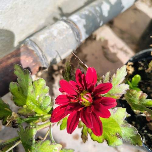 Photo #13082943