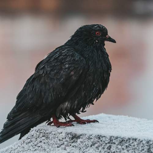 Photo #13083005