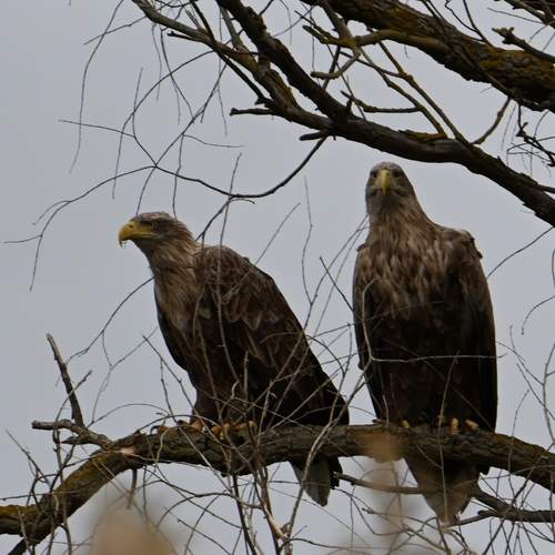 Photo #13083734