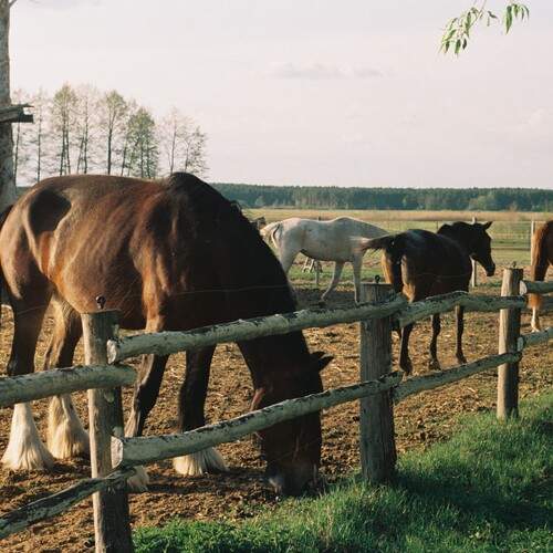 Photo #13083910