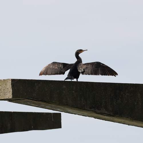 Photo #13083923