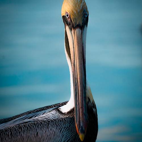 Photo #13084031