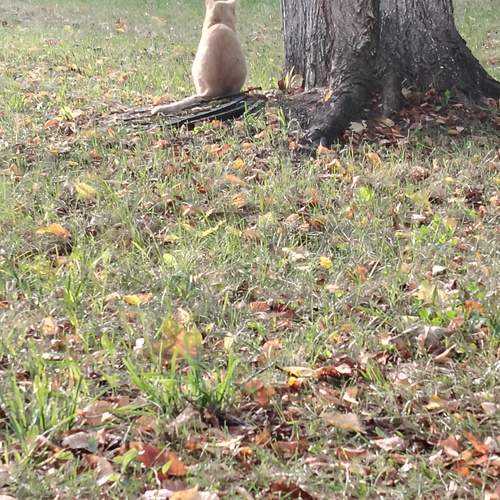 Photo #13084119