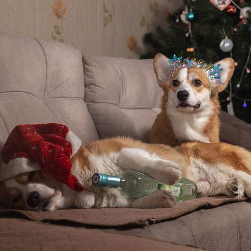 Photo #13084259